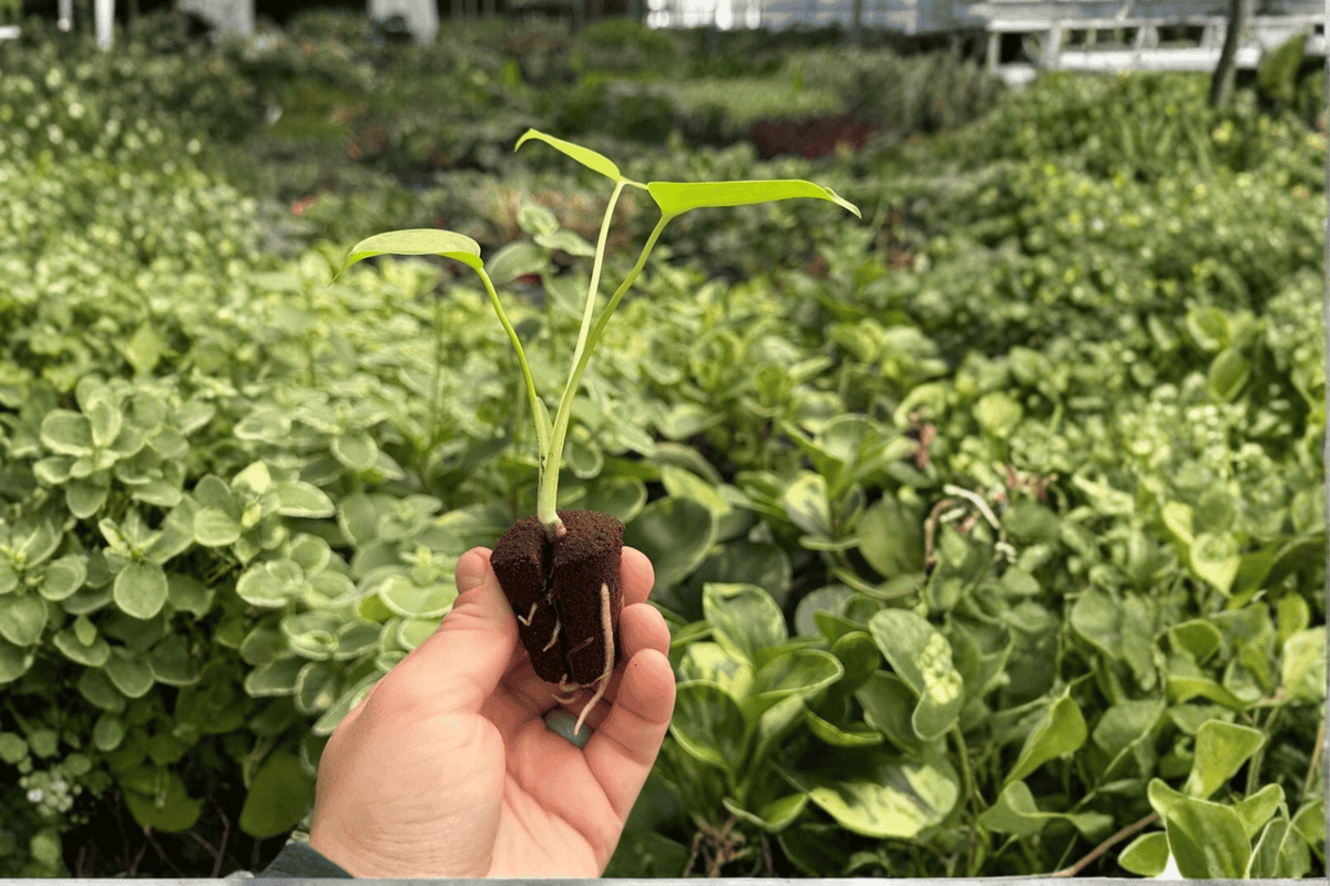 Monstera Lemon Lime Starter Plants (2) in Plugs – Exact Live Plants