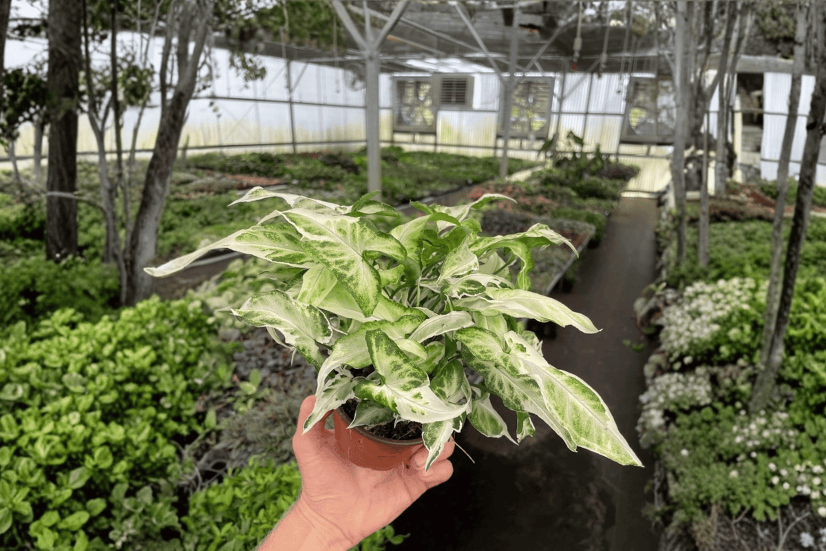 Syngonium Starlite - 2 Live Plants in 4-Inch Pots