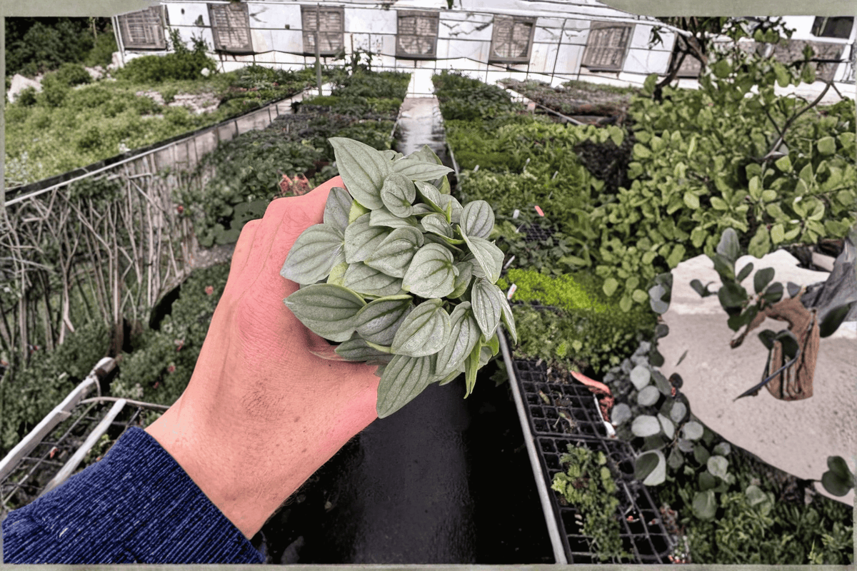 Peperomia Napoli Nights – 2 Live Plants in 4-Inch Pots