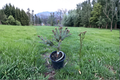 Blue Teardrop White Spruce Picea glauca ‘Blue Teardrop’ — 10-Inch Live Plant in 1-Gallon Pot
