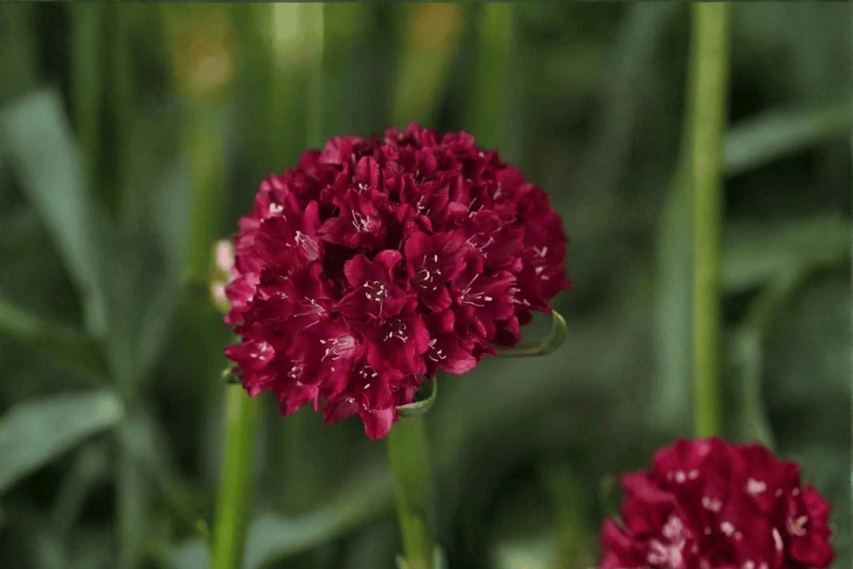 Dreameria Hypnotic Dreams Sea Thrift (Armeria pseudarmeria) - 4-Inch Pot