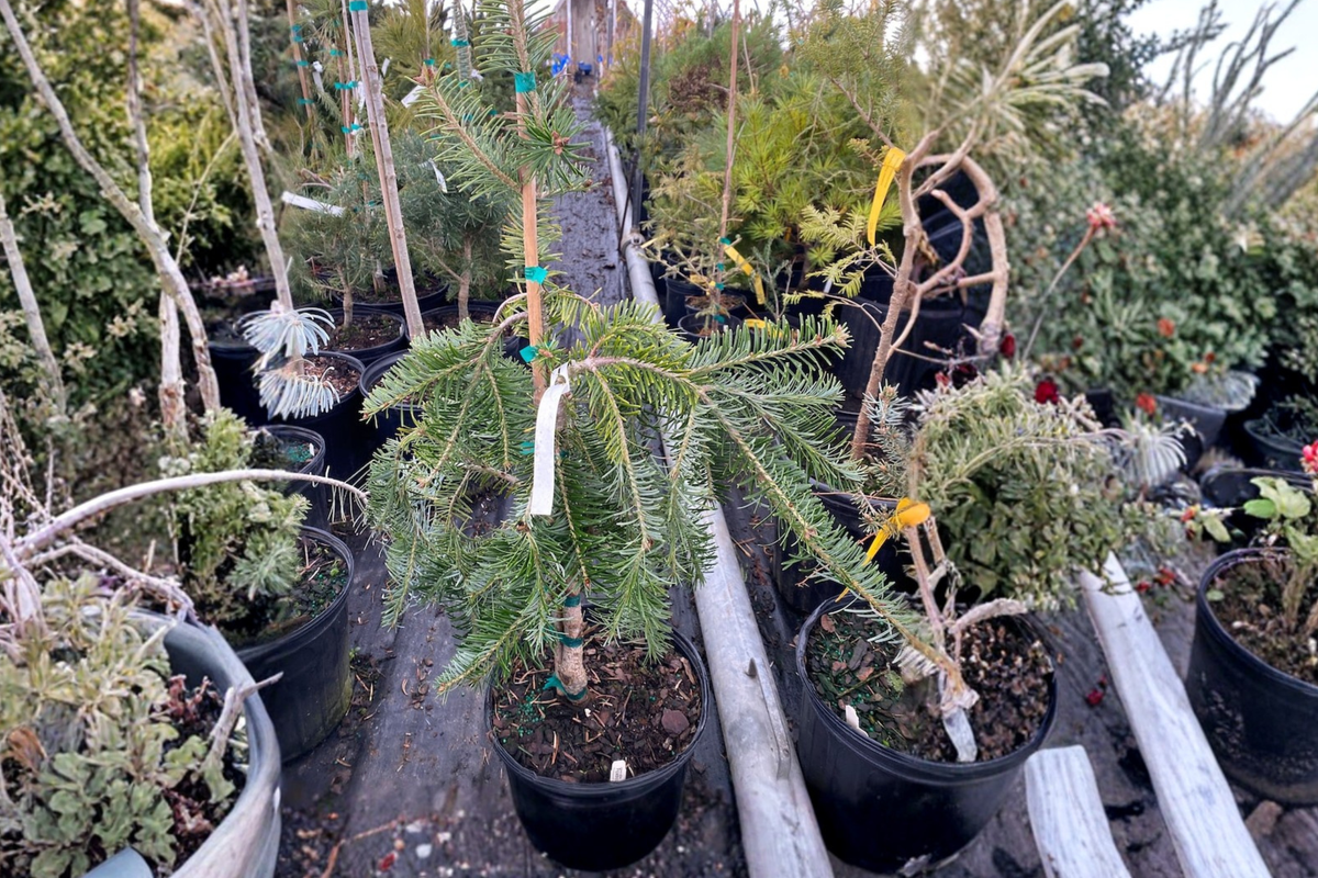 Weeping Silver Fir Pendula (Abies alba ‘Pendula’) 1 Gallon Live Plant, ~12” Tall