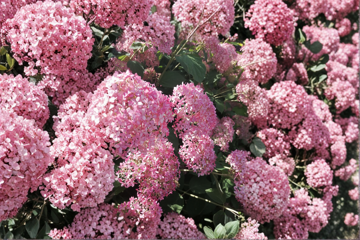 Pink Diamond Hydrangea Paniculata (Interhydia) Live Plants - 2 Rooted Starters in 1 Qt Pots