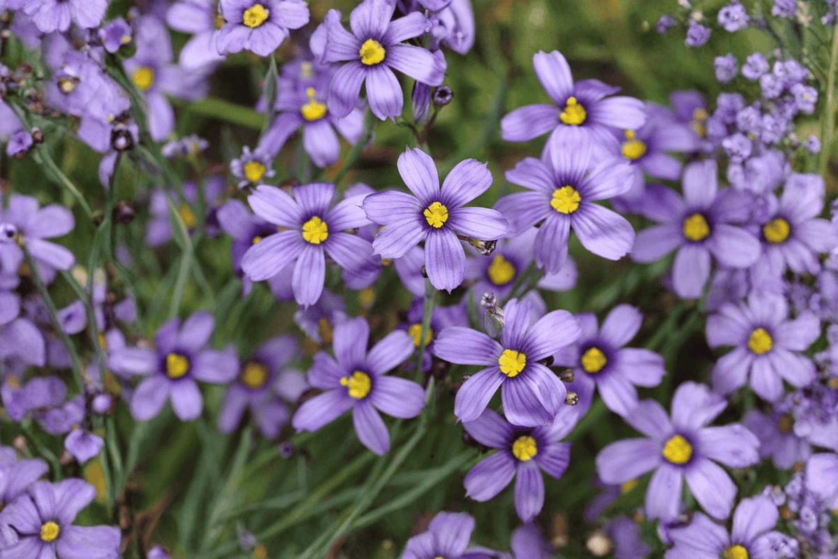 Blue-Eyed Grass Sisyrinchium bellum – 1 Live Plant in 4-Inch Pot