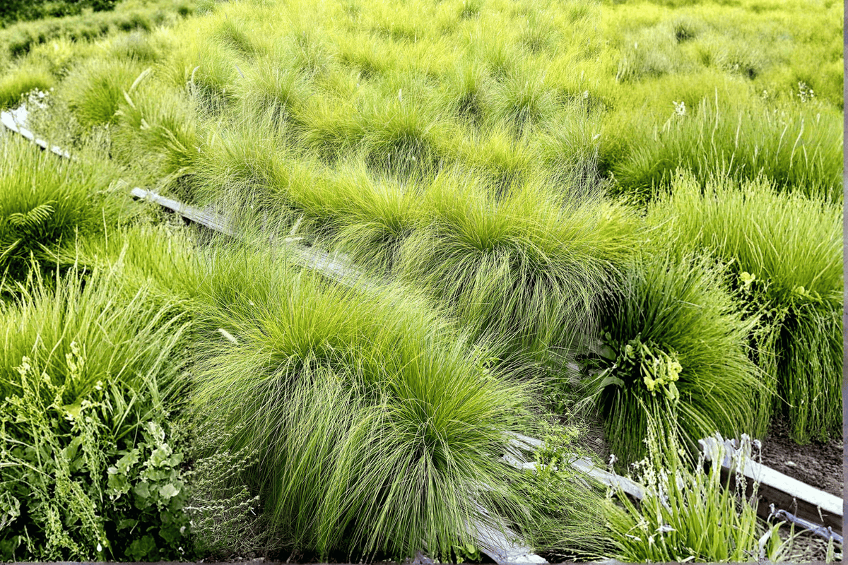 Carex 'The Beatles' Mop Top Sedge - 4-Inch Live Plant
