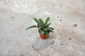 Calathea Rattlesnake (Calathea lancifolia) 2" Rooted Starter Plant
