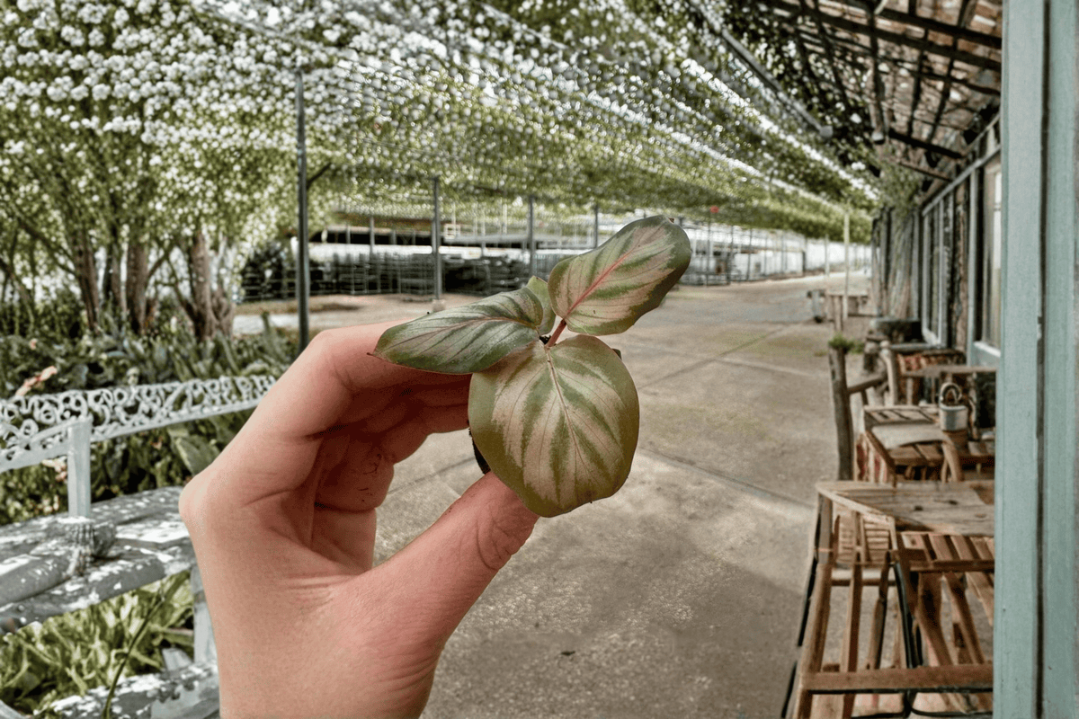 Calathea Red Peacock Starter Plants (2) - Goeppertia makoyana, 2-Inch Starter Form, Soil Pod