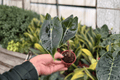 Alocasia Dragon’s Tooth Starter Plants — 2 Live Plants in 2-Inch Pots (Bare Root) - Alocasia longiloba