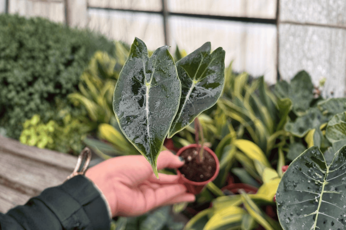 Alocasia Dragon’s Tooth Starter Plants — 2 Live Plants in 2-Inch Pots (Bare Root) - Alocasia longiloba