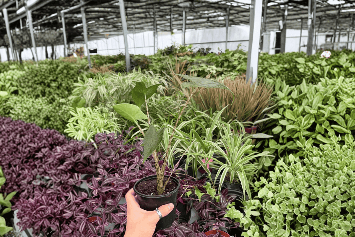 Alocasia Zebrina - 2 Live Plants in 4" Pots (Exact Plants Shown)