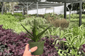 Aloe Black Gem - 2 Live Plants in 4-Inch Pots (Exact Plant Listing)