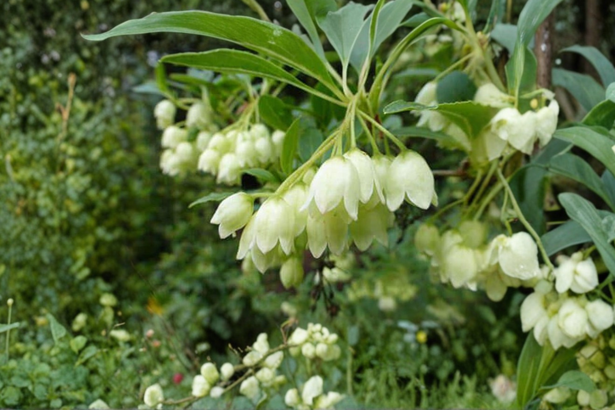 White Redvein Enkianthus Albiflorus Live Plant 2 Gal – Enkianthus campanulatus