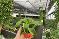 Dracaena Tornado Live Plants – 2-Pack in 4-Inch Pots