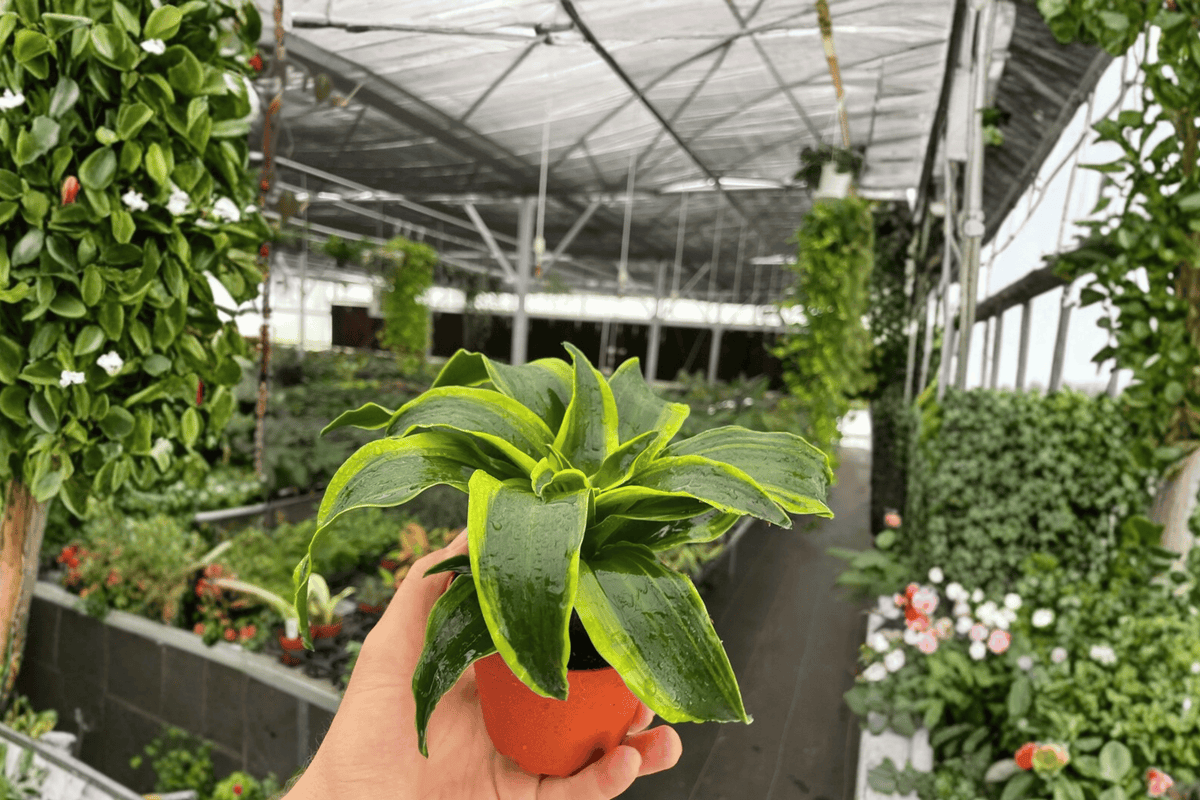 Dracaena Tornado Live Plants – 2-Pack in 4-Inch Pots
