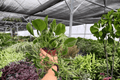 Shangri La Pothos 2 Live Plants, 4-Inch Pots | Epipremnum aureum ‘Shangri La’