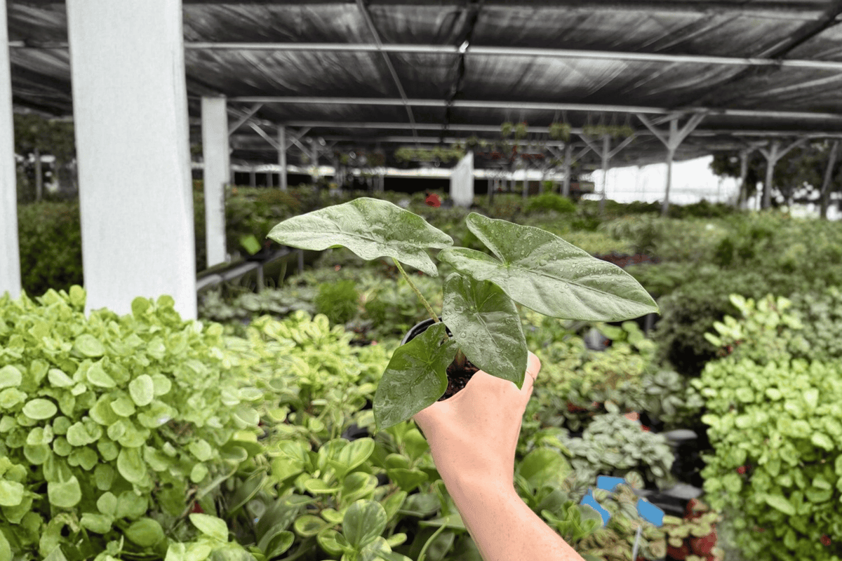 Alocasia Corazon – 2 Exact Live Plants in 4-Inch Pots