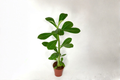 Desert Rose Adenium Obesum 4-Inch Pot Live Plant - Blooming Succulent
