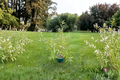 Japanese Fantail Willow Sekka (Salix sachalinensis) – 2 Gallon Live Plant