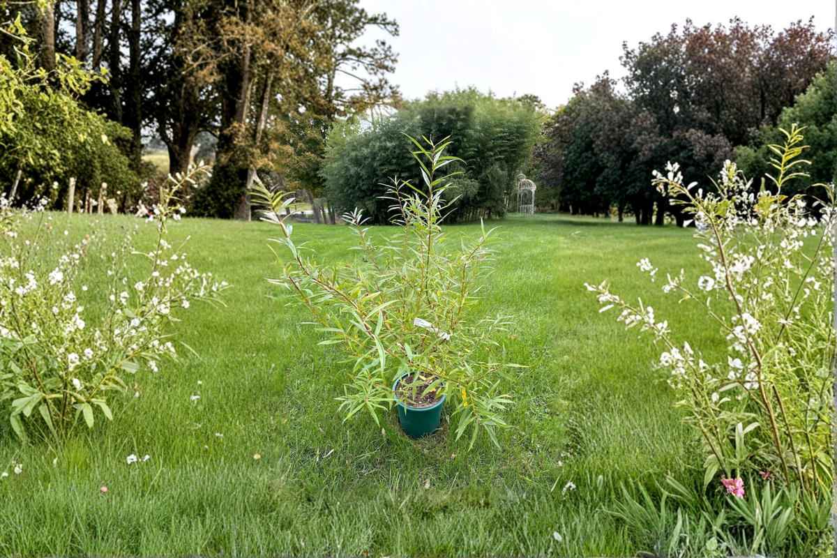 Japanese Fantail Willow Sekka (Salix sachalinensis) – 2 Gallon Live Plant