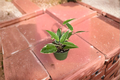Hoya Macrophylla Variegata Live Plant, 4-Inch Pot — Variegated Hoya Starter Plant