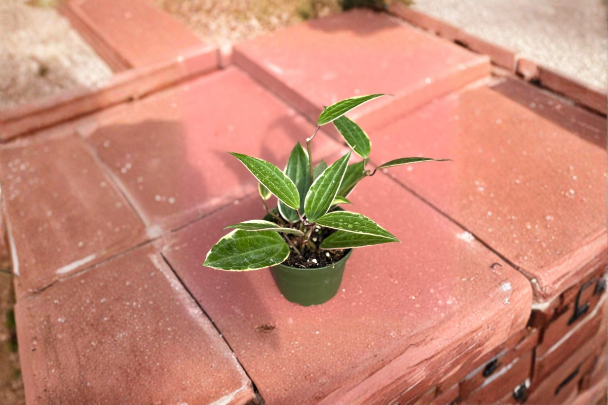 Hoya Macrophylla Variegata Live Plant, 4-Inch Pot — Variegated Hoya Starter Plant