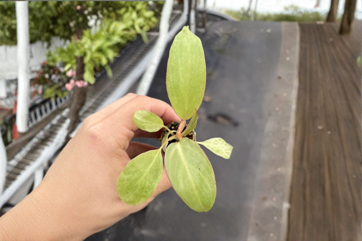Philodendron Paraiso Verde Live Plant in 2-Inch Pot | Variegated Tropical Climbing
