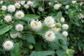 Buttonbush Native Plant (Cephalanthus occidentalis) 1 Gallon Pot