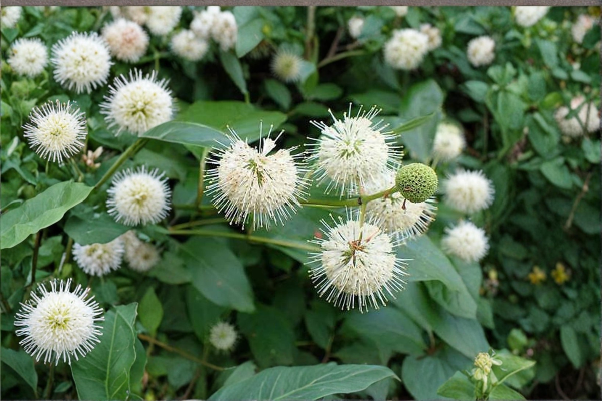 Buttonbush Native Plant (Cephalanthus occidentalis) 1 Gallon Pot