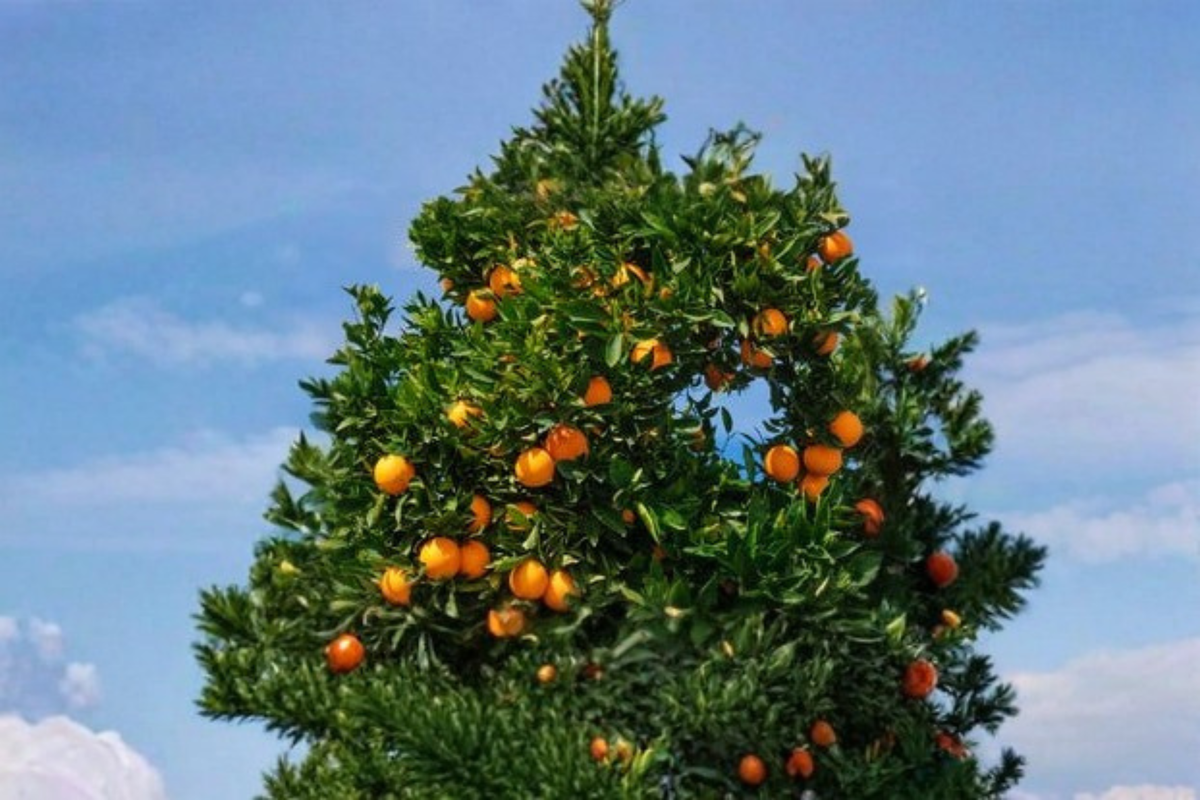 Succari Sweet Egyptian Orange Tree - 1 Gallon Live Citrus for Container Gardens