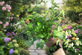 Italian Parsley Starter Plants (2) Petroselinum crispum - Shipped Without Pot