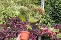 Anthurium Xone × Subsignatum - 2 Bare Root Live Plants, 4-Inch Pot Size