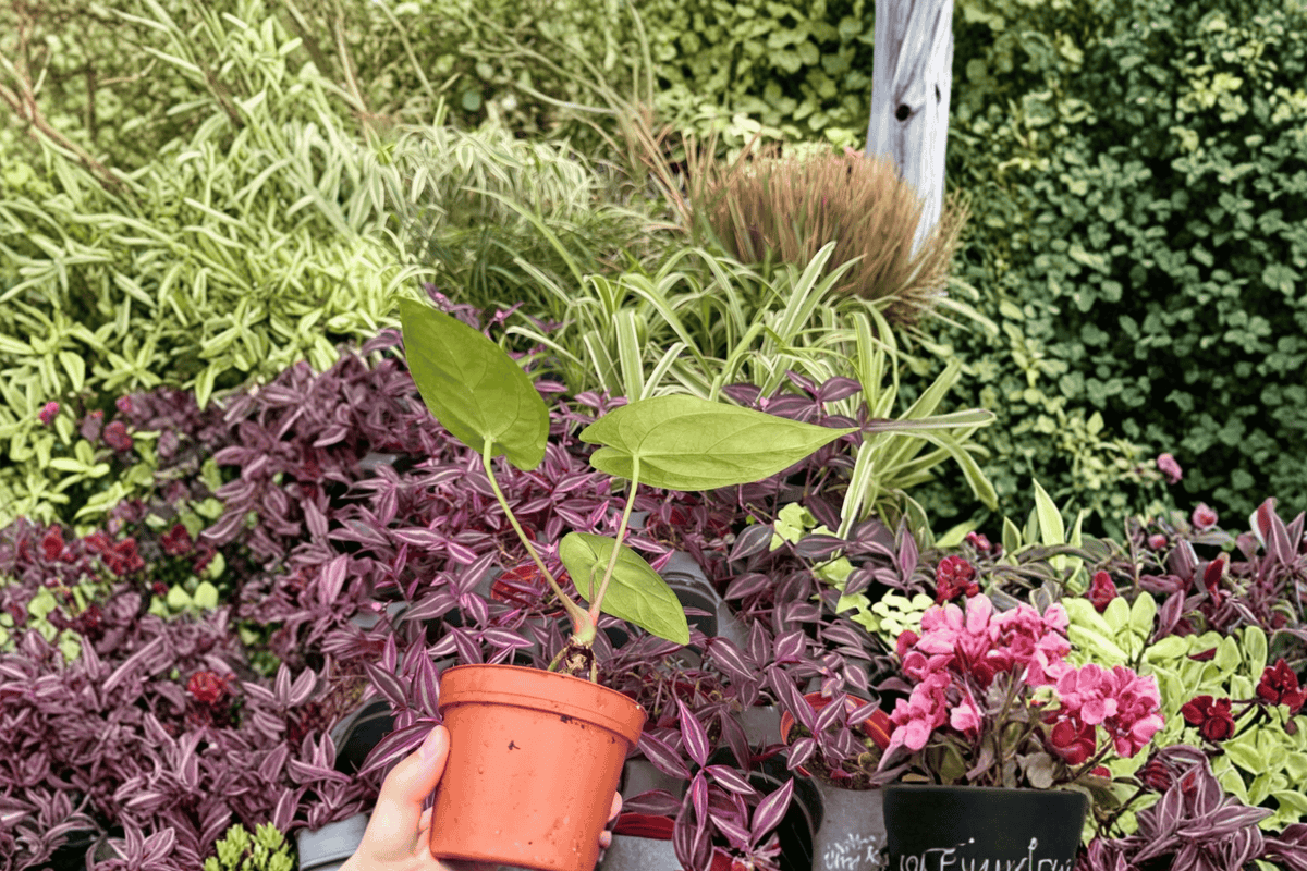 Anthurium Xone × Subsignatum - 2 Bare Root Live Plants, 4-Inch Pot Size