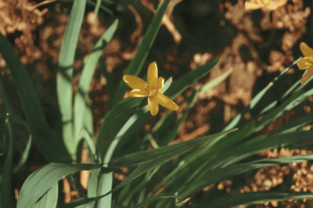 Yellow-Eyed Grass Sisyrinchium californicum – 1 Live Plant in 4-Inch Pot