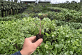 Alocasia Stingray Starter Plants (2) in Plugs | Live 2-Inch Starter Form