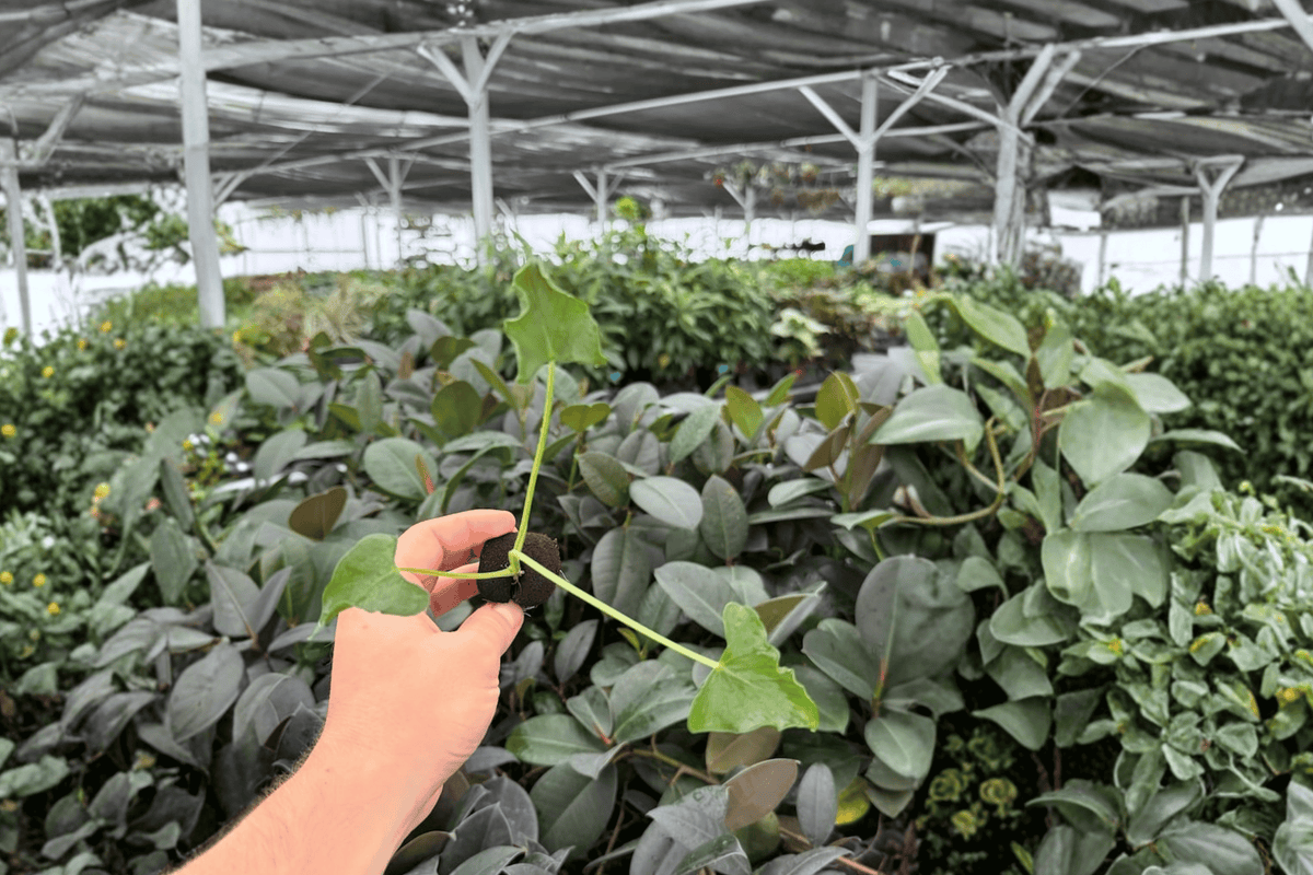Alocasia Triangularis Starter Plants - 2 Exact Live Plants (2 in pots)