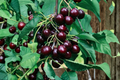 Black Cherry Seeds - Prunus serotina | 6 Seeds for Indoor/Outdoor Planting