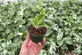 Aglaonema White Legacy Starter Plants (2) – Bare Root, 2-Inch Size