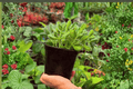Variegated Bear Paw Cotyledon (Cotyledon tomentosa ‘Variegata’) – 2 Live Plants in 4" Pots