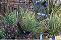 Cesarini’s Variegated Japanese Red Pine - Pinus densiflora 'Cesarini’s Variegated' 12-Inch Live Plant (1 Gallon)