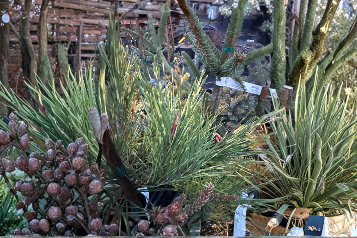 Cesarini’s Variegated Japanese Red Pine - Pinus densiflora 'Cesarini’s Variegated' 12-Inch Live Plant (1 Gallon)