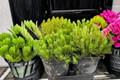 Good Pine Limber Pine Pinus flexilis Live Plant - 10" Tall, 1 Gallon Pot