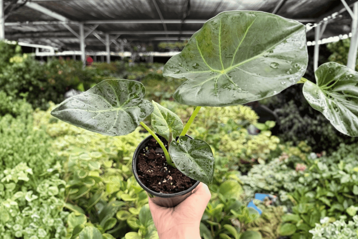 Alocasia Regal Shield (Regal Shields) - 2 Live Plants in 4-Inch Pots