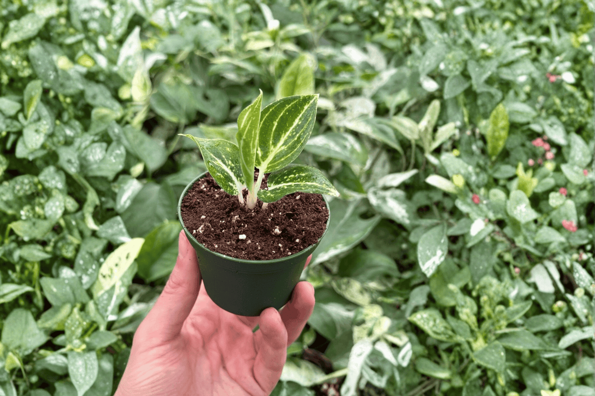 Aglaonema White Legacy Starter Plants - 2-Pack, Bare Root