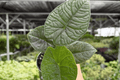 Alocasia Melo - 2 Live Plants in 4-Inch Pots (Exact Listing)