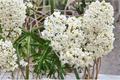 Ice Ballet Milkweed - Asclepias incarnata 'Ice Ballet' (3 Rooted Starters in 1 Qt Pots) – White Perennial