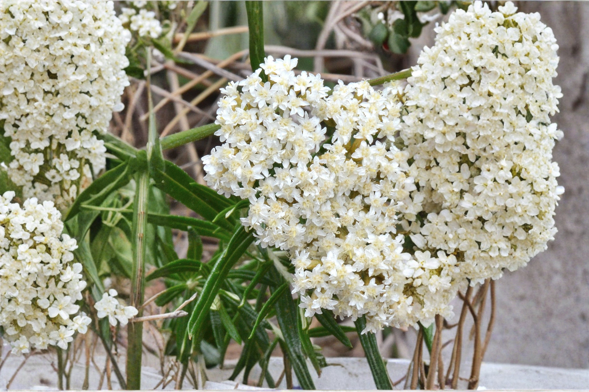 Ice Ballet Milkweed - Asclepias incarnata 'Ice Ballet' (3 Rooted Starters in 1 Qt Pots) – White Perennial