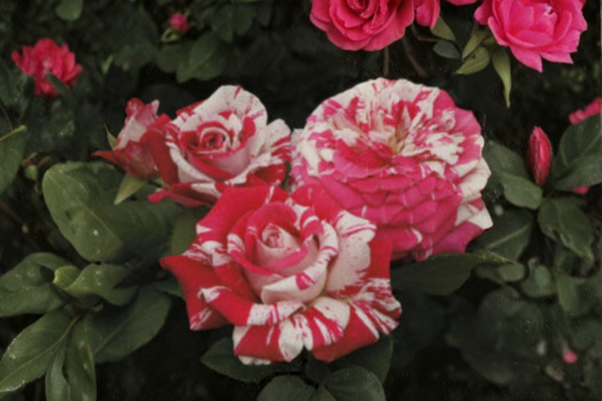 Scented Pink Dragon Rose Bush Seeds - 30 Fresh Seeds