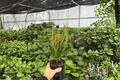 Croton Picasso’s Paintbrush 2 Live Plants in 4-Inch Pots | Codiaeum variegatum ‘Picasso’s Paintbrush’