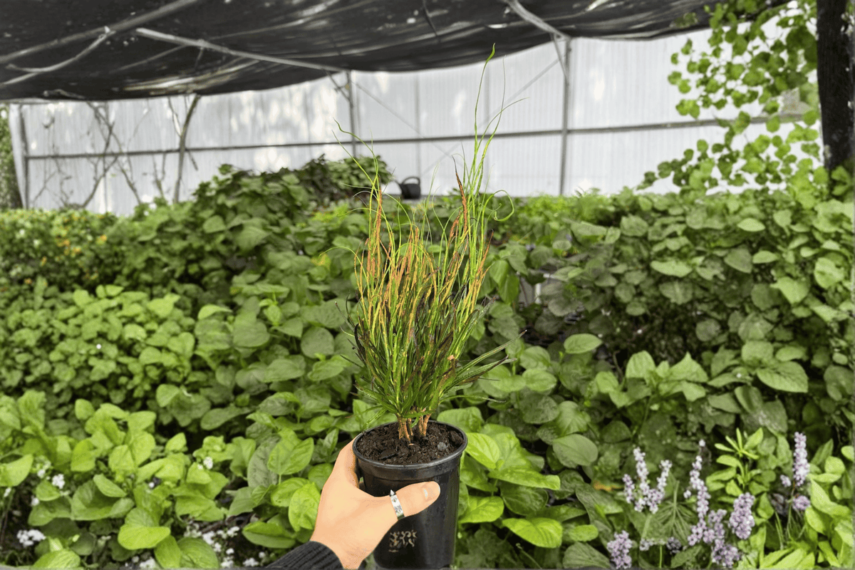 Croton Picasso’s Paintbrush 2 Live Plants in 4-Inch Pots | Codiaeum variegatum ‘Picasso’s Paintbrush’