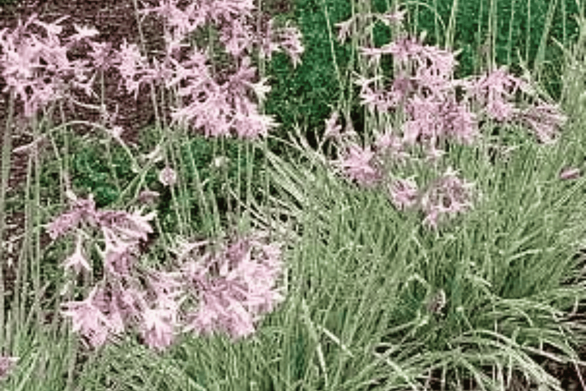 Variegated Society Garlic Live Plant – Silver Lace, 4-Inch Pot